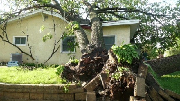 uprooted tree